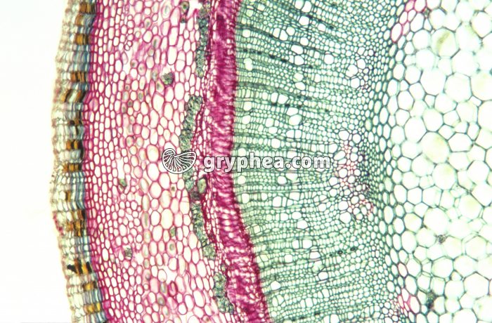 Tige de Marronnier CT x 25 - gryphea.org